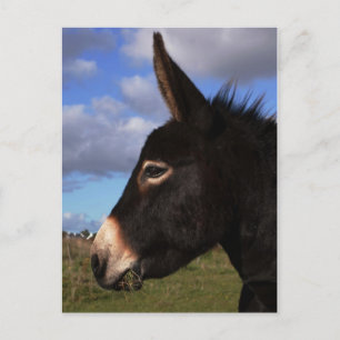 Portrait eines Esels Postkarte