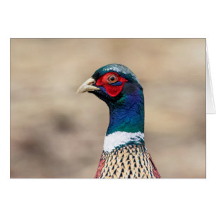 Portrait eines Fasans