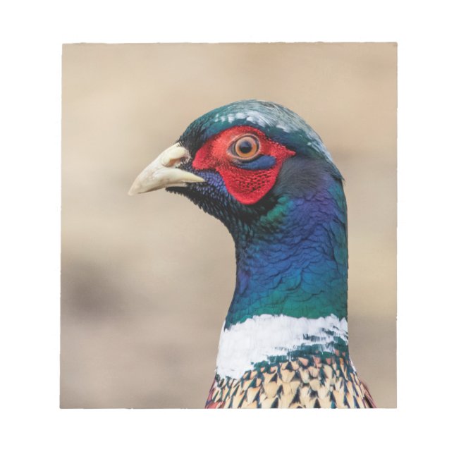 Portrait eines Fasans Notizblock (Vorderseite)