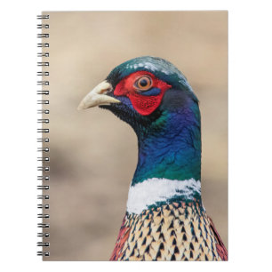 Portrait eines Fasans Notizblock