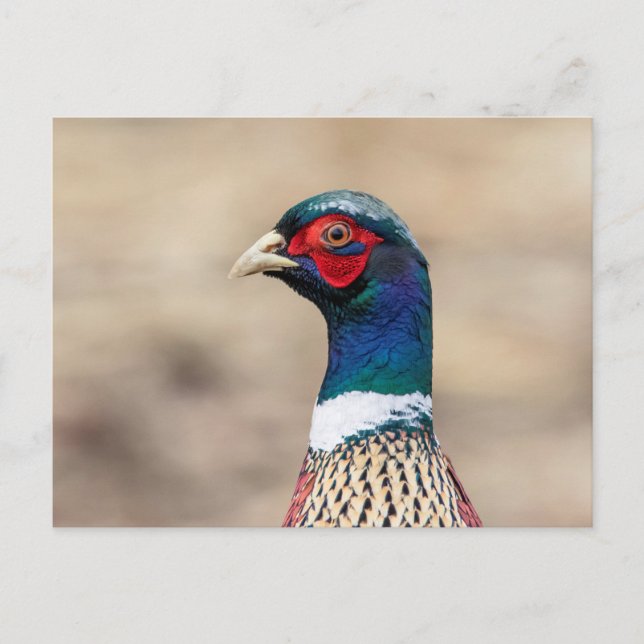 Portrait eines Fasans Postkarte (Vorderseite)