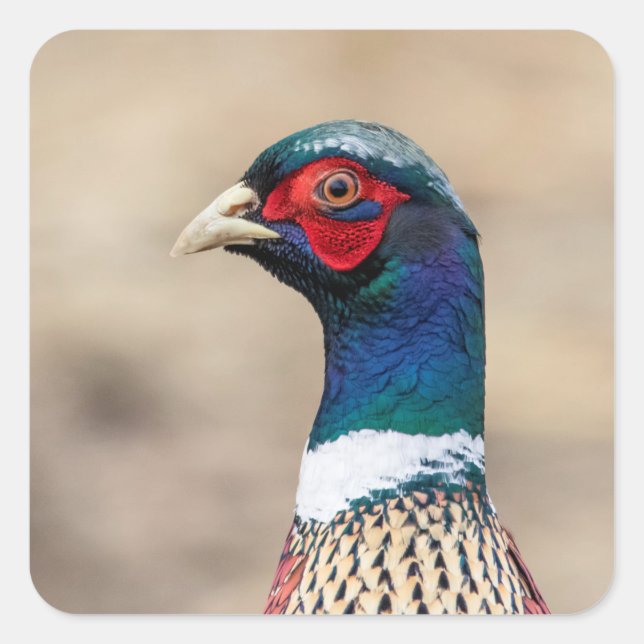 Portrait eines Fasans Quadratischer Aufkleber (Vorderseite)