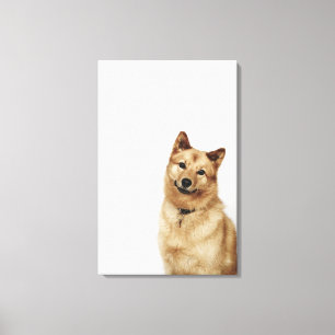 Portrait eines finnischen Spitz-Hundes, der lächel Leinwanddruck