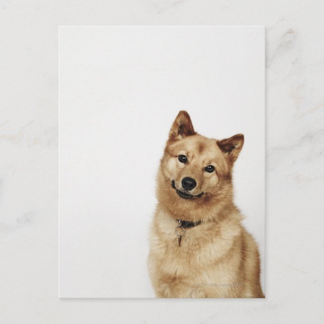 Portrait eines finnischen Spitz-Hundes, der lächel Postkarte (Vorderseite)