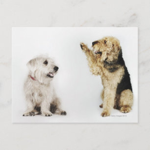 Portrait eines Hundes, der auf einen anderen Hund Postkarte