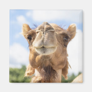 Portrait eines Kamels Magnet