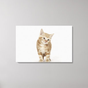 Portrait eines Kätzchens Leinwanddruck