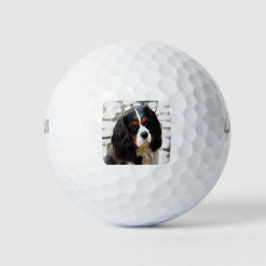 Portrait eines Königs Charles Cavalier Spaniel Golfball
