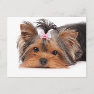 Portrait eines niedlichen Welpen Postkarte