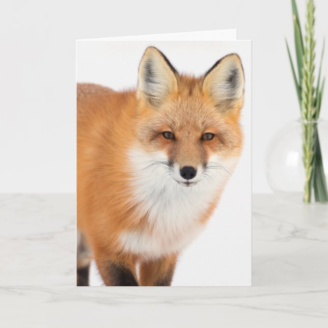 Portrait eines Rotfuchs Feiertagskarte (Vorderseite)