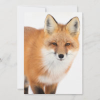 Portrait eines Rotfuchs