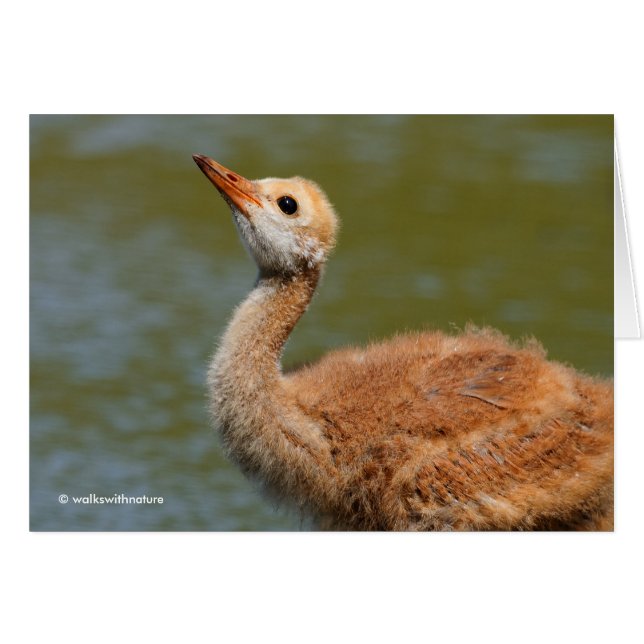 Portrait eines Sandhügels Crane Colt (Vorderseite (Horizontal))