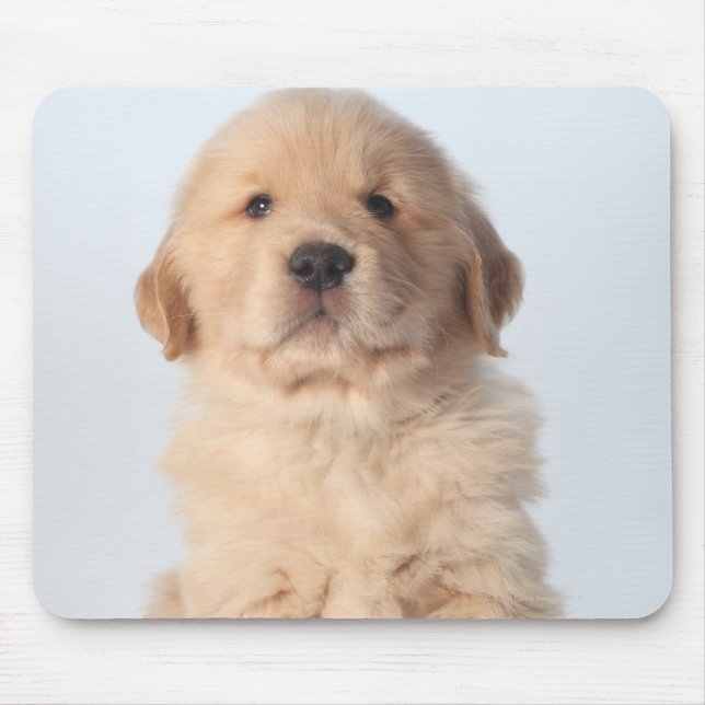 Portrait eines sechs Wochen alten goldenen Retriev Mousepad (Vorne)