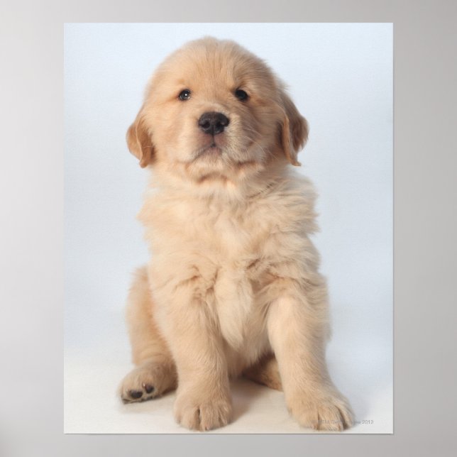Portrait eines sechs Wochen alten goldenen Retriev Poster (Vorne)