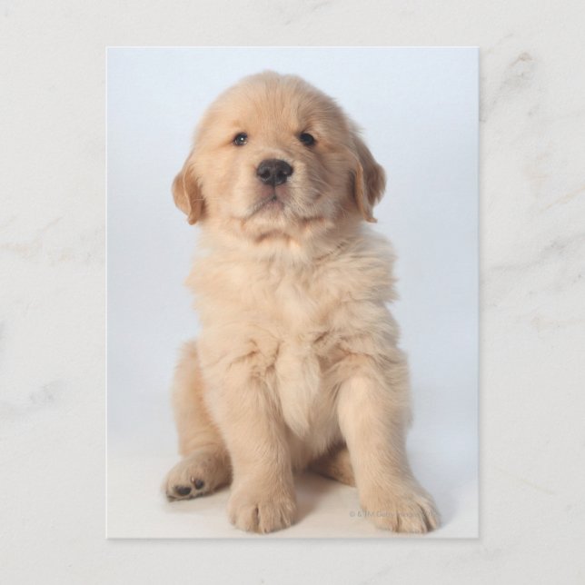 Portrait eines sechs Wochen alten goldenen Retriev Postkarte (Vorderseite)