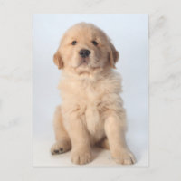 Portrait eines sechs Wochen alten goldenen Retriev