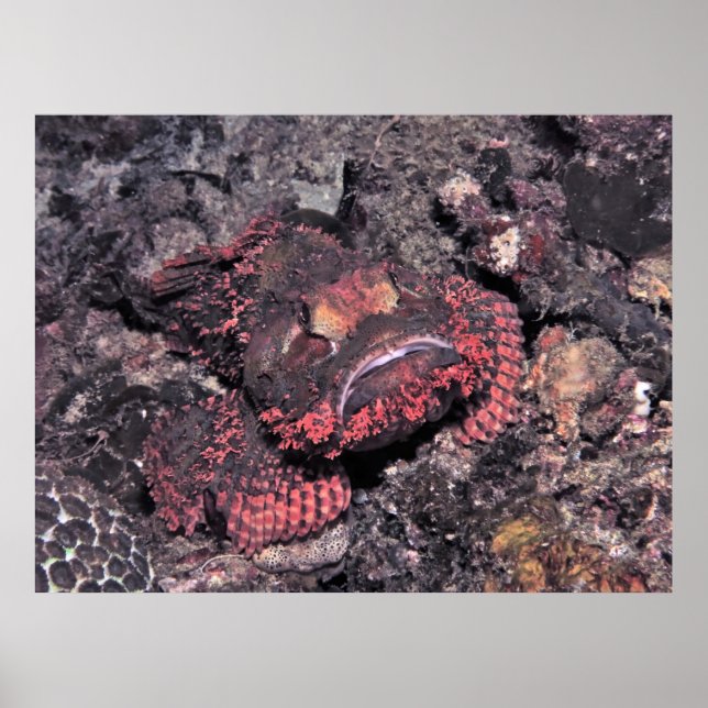 Portrait eines Skorpionfisches Poster (Vorne)