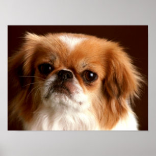 Portrait eines Spanierhundes Poster