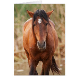 Portrait eines wilden Mustang
