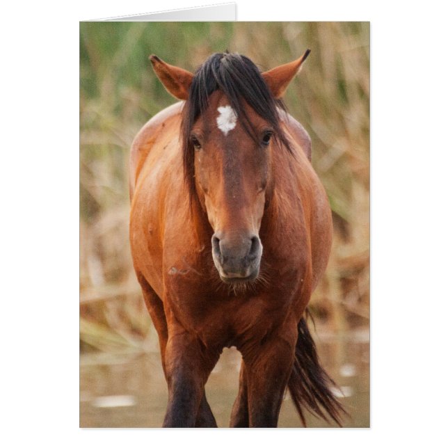 Portrait eines wilden Mustang (Vorne)