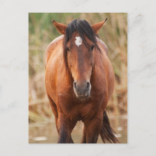 Portrait eines wilden Mustang Postkarte