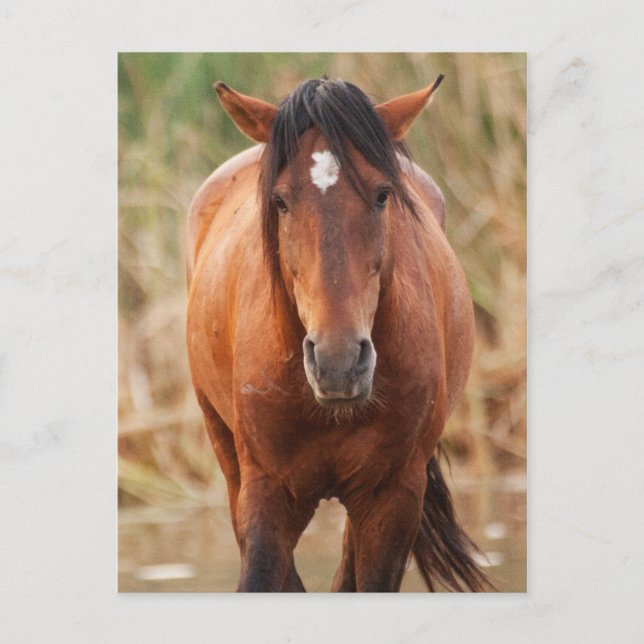 Portrait eines wilden Mustang Postkarte (Vorderseite)