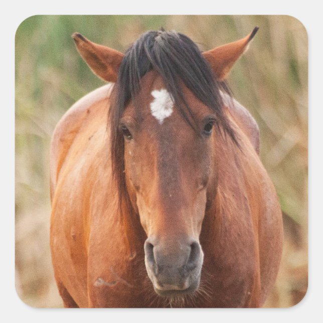 Portrait eines wilden Mustang Quadratischer Aufkleber (Vorderseite)