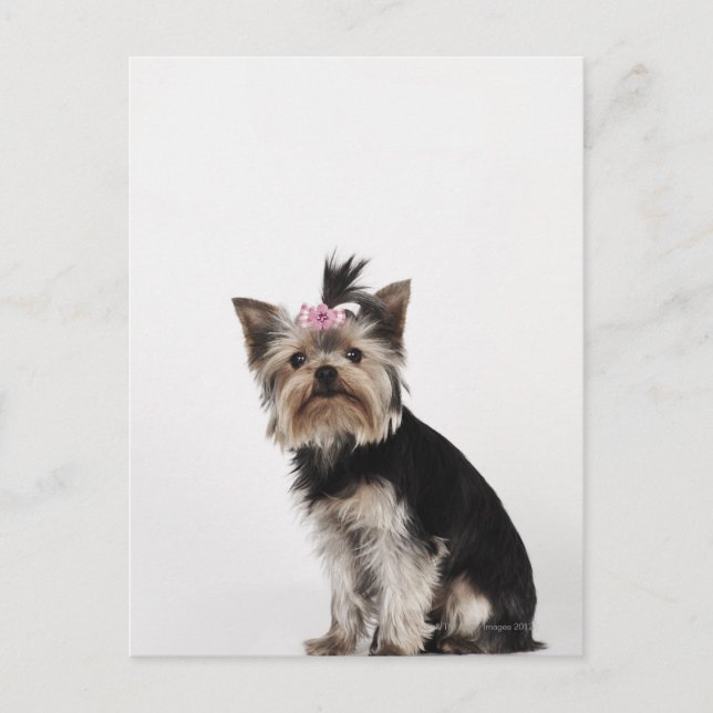 Portrait eines Yorkshire Terrier Hundes Postkarte (Vorderseite)
