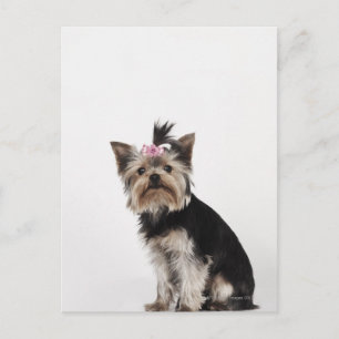 Portrait eines Yorkshire Terrier Hundes Postkarte