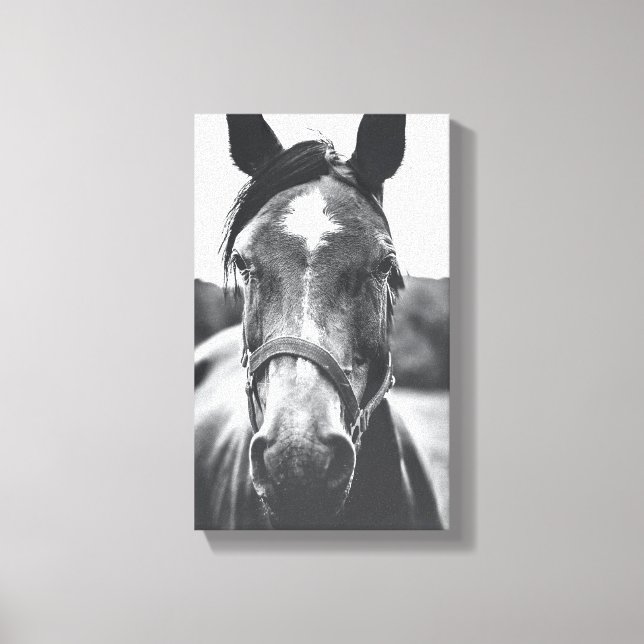 Portrait Foto Canvas - Schwarz-Weiß-Pferd Leinwanddruck (Vorderseite)