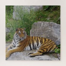 Portrait-Foto eines sibirischen Tigers