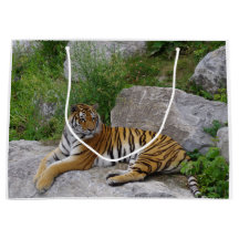 Portrait-Foto eines sibirischen Tigers