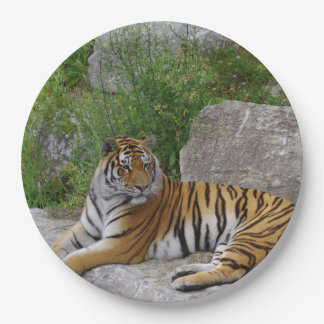 Portrait-Foto eines sibirischen Tigers Pappteller