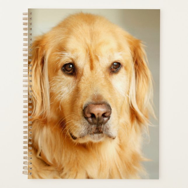 Portrait Golden Retriever (Devant)