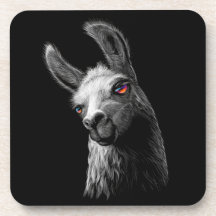 Portrait Head Niedlich Llama auf schwarzem Hinterg