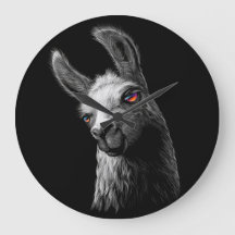 Portrait Head Niedlich Llama auf schwarzem Hinterg