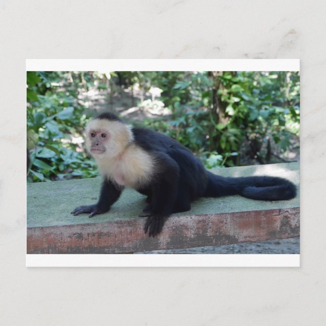 Portrait.JPG Postkarte (Vorderseite)