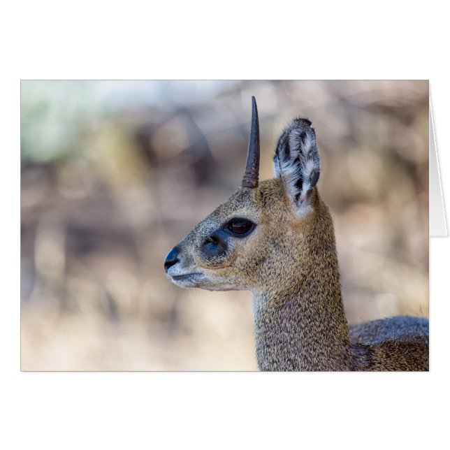 Portrait Klipspringer (Devant Horizontal)