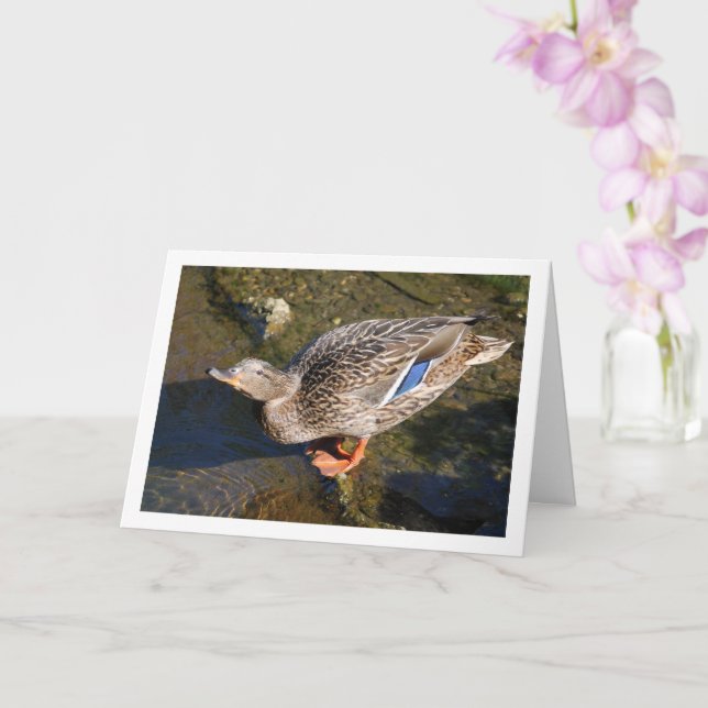 Portrait Mallard Karte (Orchidee)