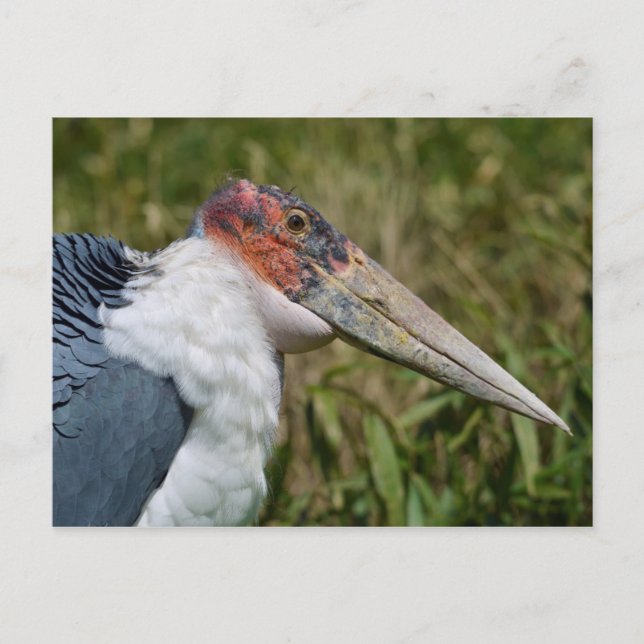 Portrait marabou Storch Postkarte (Vorderseite)