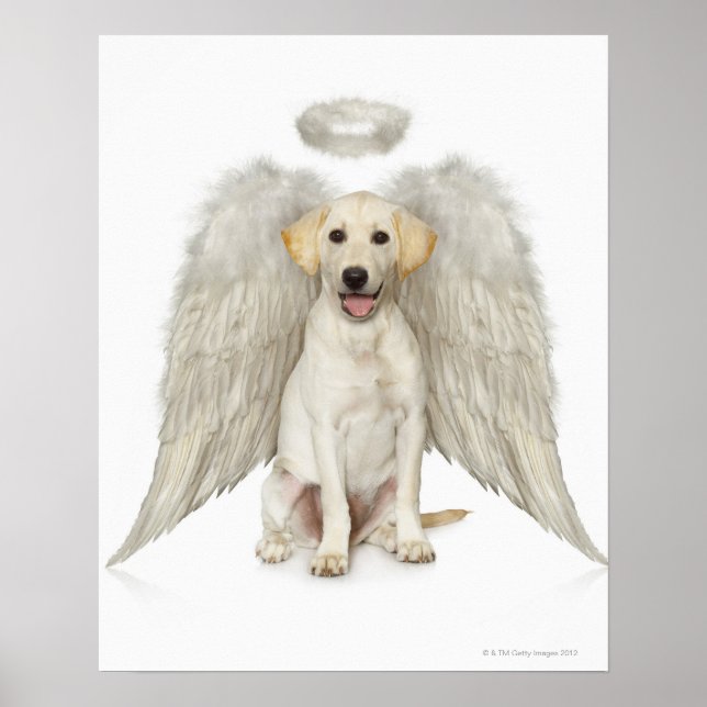 Portrait mit weißem Labrador Retriever Poster (Vorne)