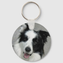 Portrait niedlich Border Collie Foto