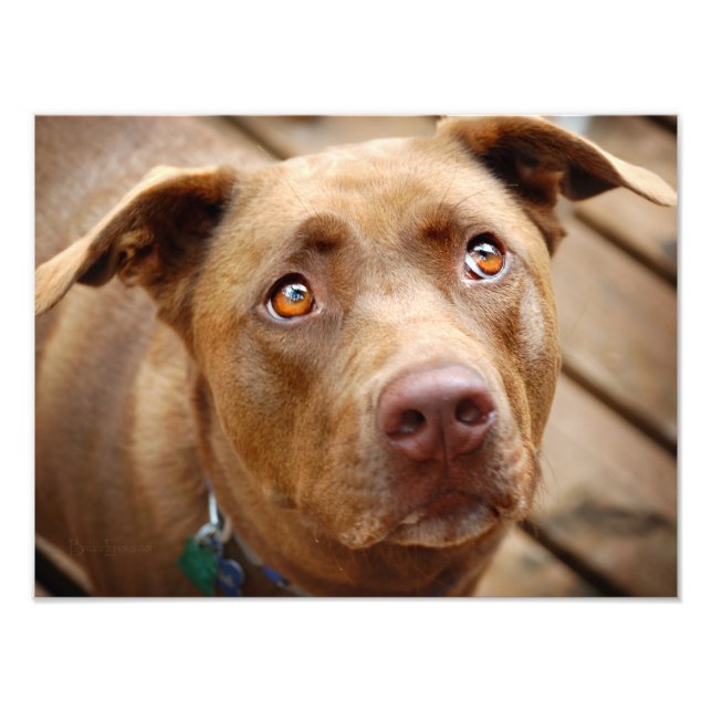 Portrait niedliche Schokolade Labrador Pit Mix Dog Fotodruck (Vorne)