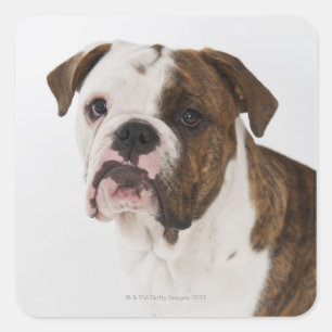 Portrait niedlicher Bulldoggen Quadratischer Aufkleber