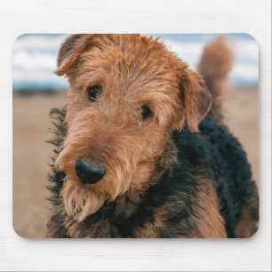 Portrait of a Airedale Terrier Mousepad