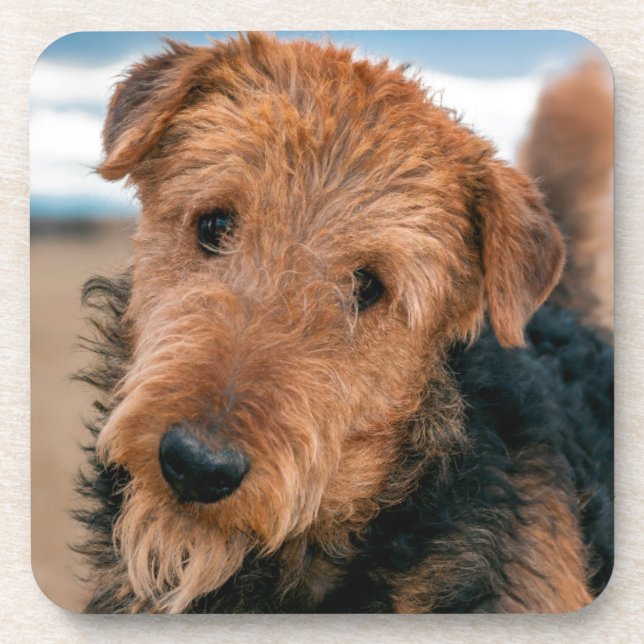 Portrait of a Airedale Terrier Untersetzer (Vorderseite)