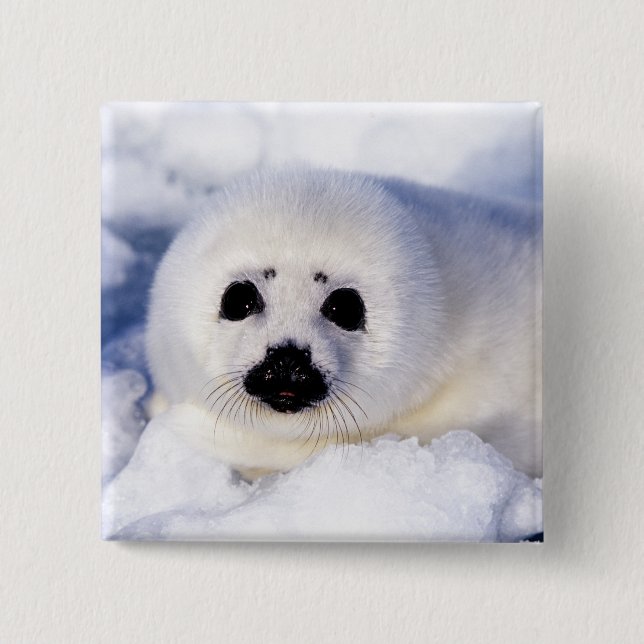 Portrait of a Harp Seal Pup Button (Vorderseite)