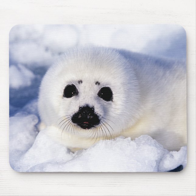 Portrait of a Harp Seal Pup Mousepad (Vorne)