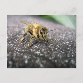 Portrait of a Honey Bee Postkarte