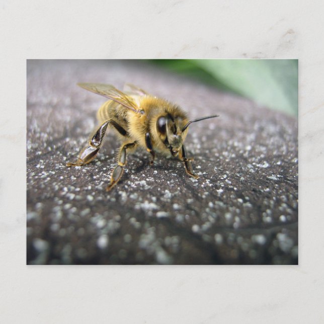 Portrait of a Honey Bee Postkarte (Vorderseite)